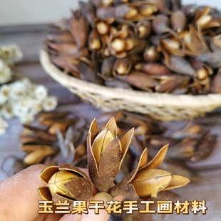 原生态植物干花果实创意干花环永生花手工材料装 饰摆设 玉兰果