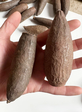 赛鲁果壳南美鱼缸造景躲避果壳装饰 天然植物果实标本收集制作diy