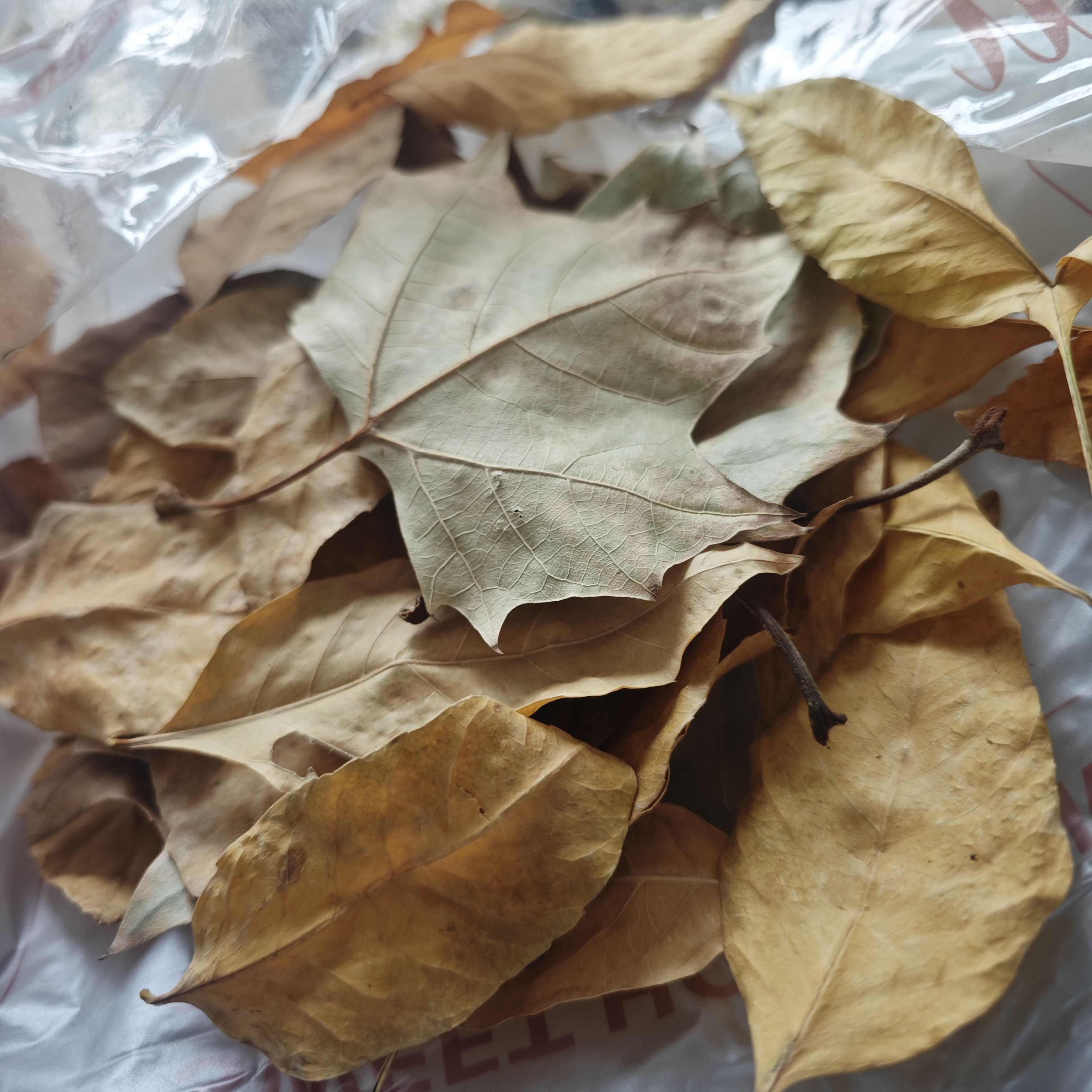 真树叶落叶法式枫叶梧桐叶枯干树叶装饰叶雕杨树绿叶黄标本塑封叶