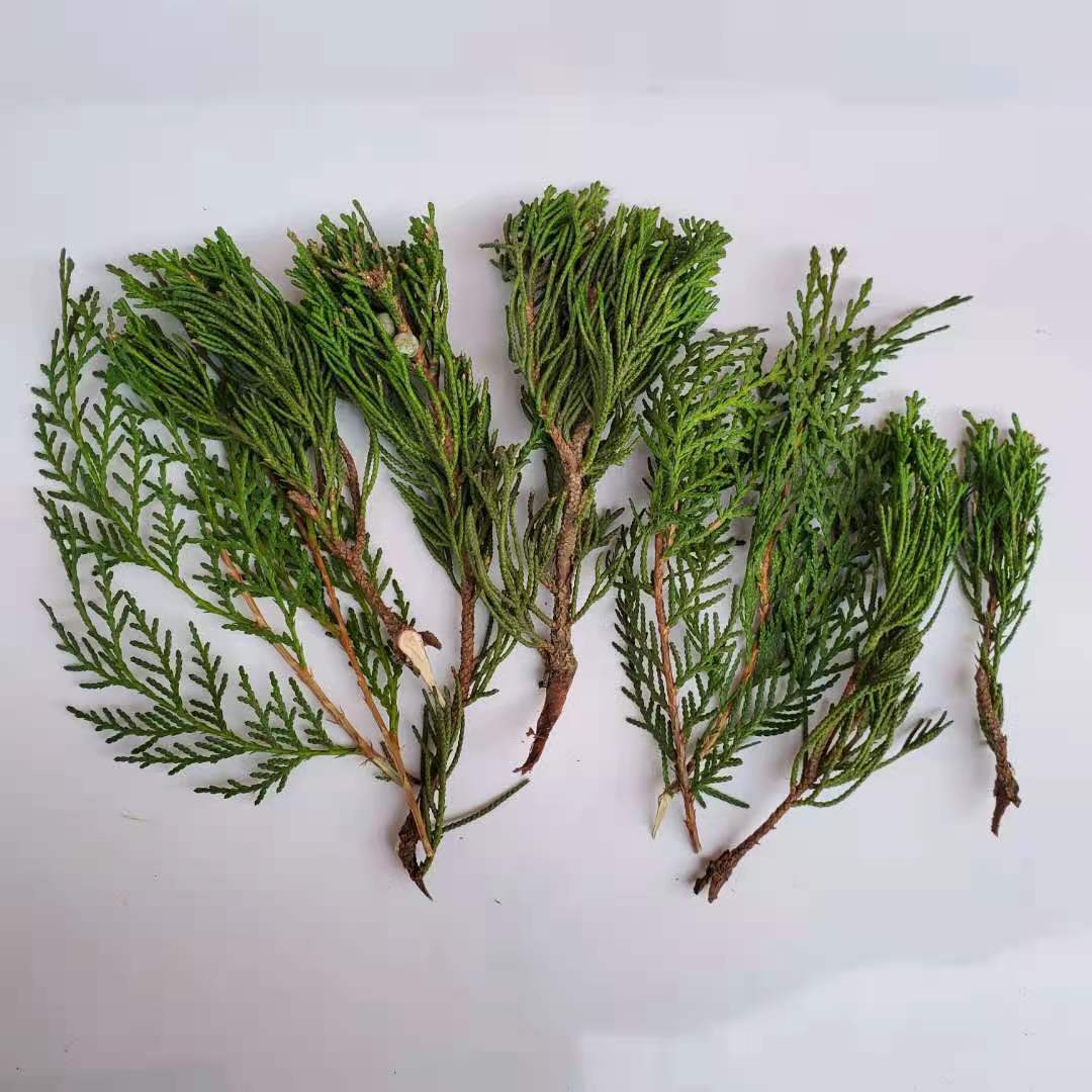 圣诞绿叶花材永生花松柏枝叶散装 diy手作干花装饰