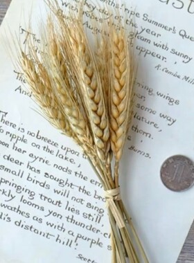 短枝麦穗干花DIY手工礼盒香薰制作材料拍照背景原生态干花麦头