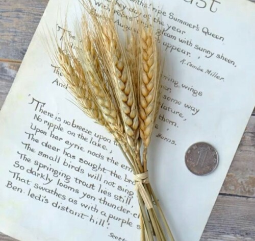 短枝麦穗干花DIY手工礼盒香薰制作材料拍照背景原生态干花麦头