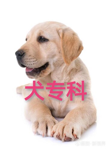 犬专科 宠物医生在线咨询 呕吐拉稀 咳嗽 喷嚏 内科 外科等
