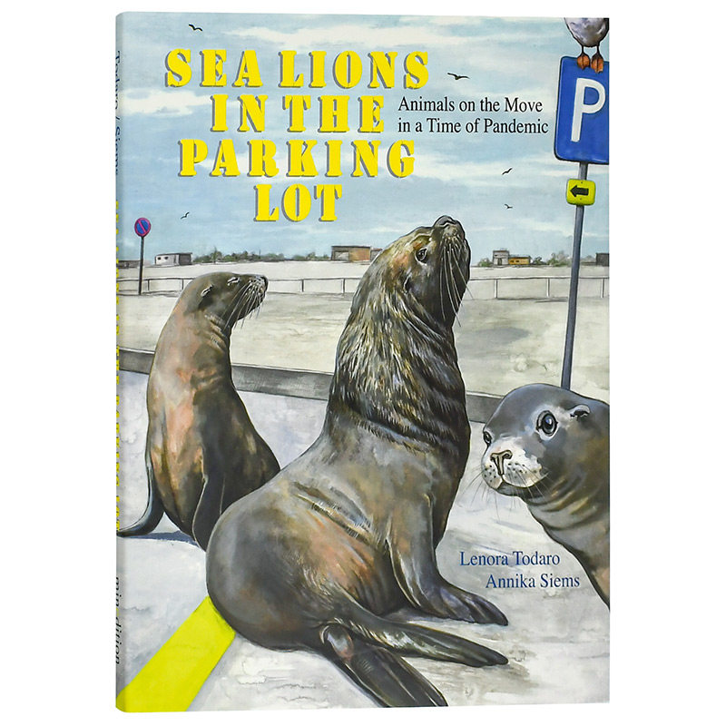 【现货】海狮在停车场里sea lions in the parking lot 自然与人关系
