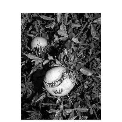 【预售】Jacopo Benassi：博洛尼亚肖像 Jacopo Benassi: Bologna Portraits 原版英文摄影作品集肖像图书