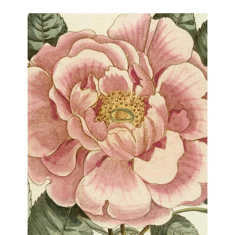 【现货】约翰德里安画集 II John Derian Picture Book II 复古手绘 植物插画 原版英文艺术画册画集
