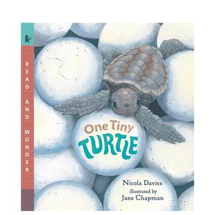 One 一只小乌龟 Tiny Turtle 英文儿童绘本 原版 现货