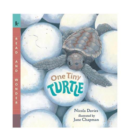 一只小乌龟 One Tiny