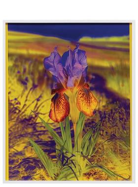 【预售】丽莎·奥本海姆：永恒的替代 Lisa Oppenheim The Eternal Substitute 原版英文艺术画册画集图书