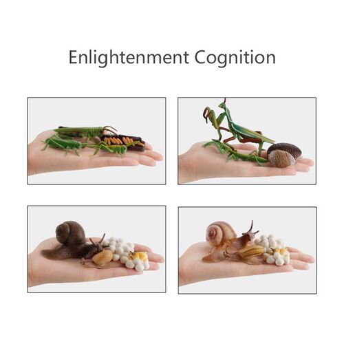 Simulation Life Cycle Animals Model Montessori Toy Children