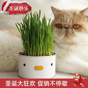 people haUYMve eat potte lazy arpeady catgrass lanted