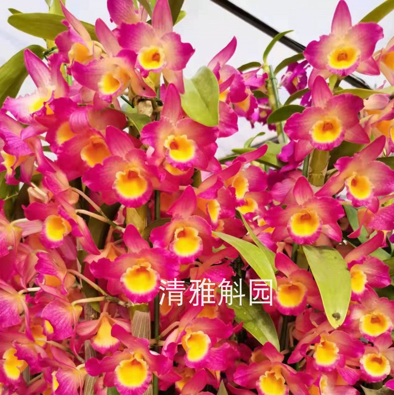 艳阳天春石斛兰 洋兰 杂春 花卉绿植盆栽附生吊兰庭院阳台盆景