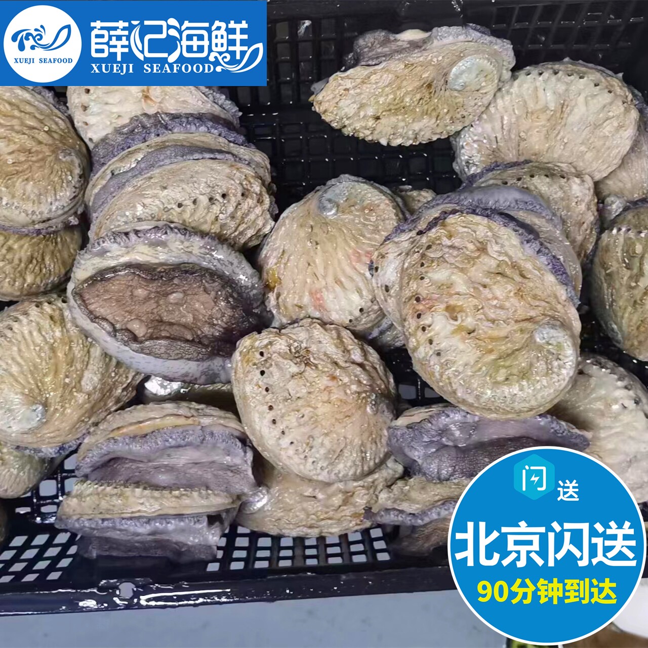 北京闪送 南非 鲜活珍珠鲍 可刺身 孔雀鲍 白玉鲍 鲍鱼