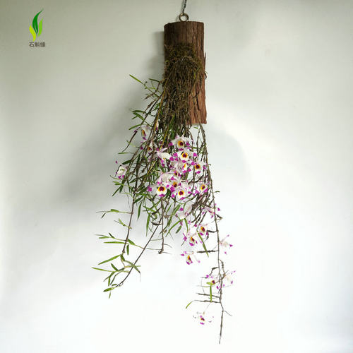 石斛缘串珠石斛吊兰浓香型兰花