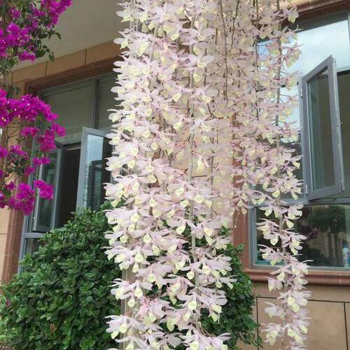 蔸唇石斛天宫兰花草盆栽吊挂绿植