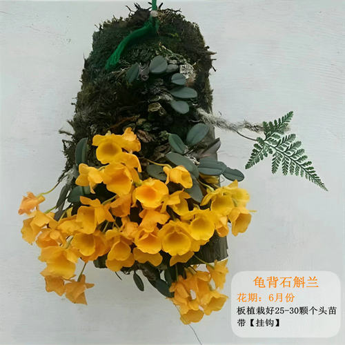 石斛盆栽花卉阳台景观扳植挂吊兰