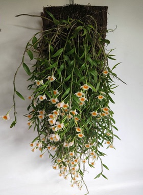 美花石斛吊兰种苗小环草窗阳台绿植物盆栽观赏花卉食用鲜条