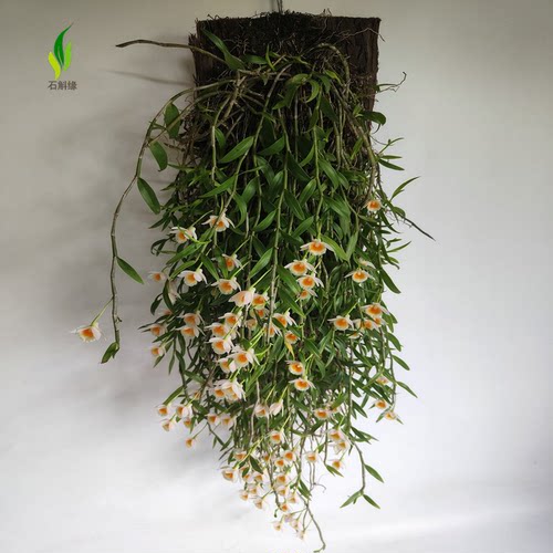 美花石斛吊兰种苗小环草窗阳台绿植物盆栽观赏花卉食用鲜条带花苞