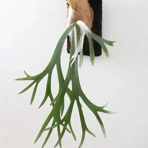 鹿角蕨室内外美观净化空气