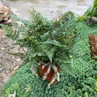 狼尾蕨兔脚蕨龙爪蕨盆栽客厅书房办公桌绿植耐寒耐阴四季长青好养