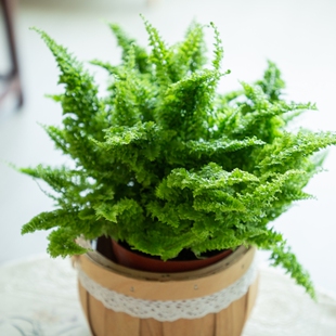 棉花糖艾米丽蕨盆栽密叶波士顿蕨室内客厅办公桌绿植微景观造景植