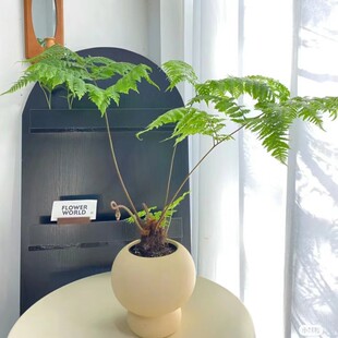 红磷蕨盆栽室内客厅懒人趣味桌面绿植苔藓球水培盆景植物耐阴好养