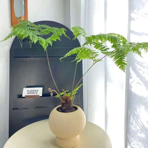 红磷蕨盆栽室内客厅懒人趣味桌面绿植苔藓球水培盆景植物耐阴好养
