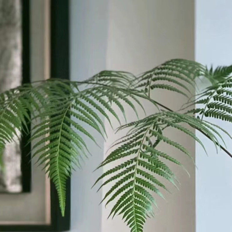 珠芽胎生狗脊蕨网红一叶蕨大型高端庭院园林假山鱼池造景蕨类植物