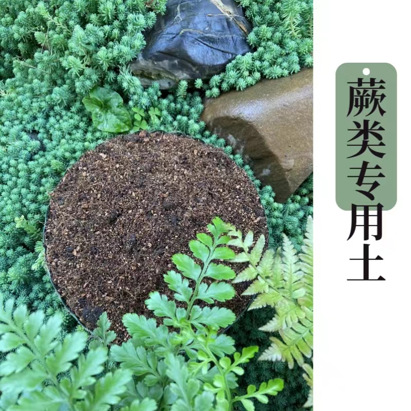蕨类专用土保湿透气促生根
