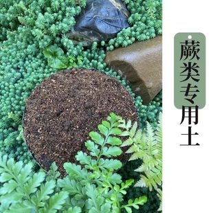 蕨类植物专用土吉姆蕨彩虹蕨印度冬青蕨狼尾蕨盆栽通用土微酸性土