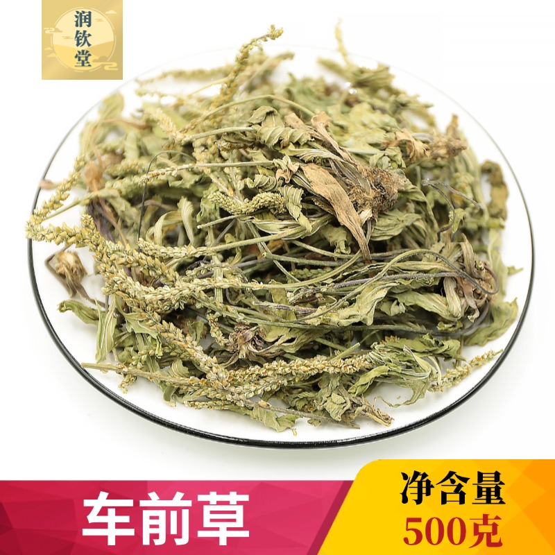 整株车前草新鲜中草药材车前草干