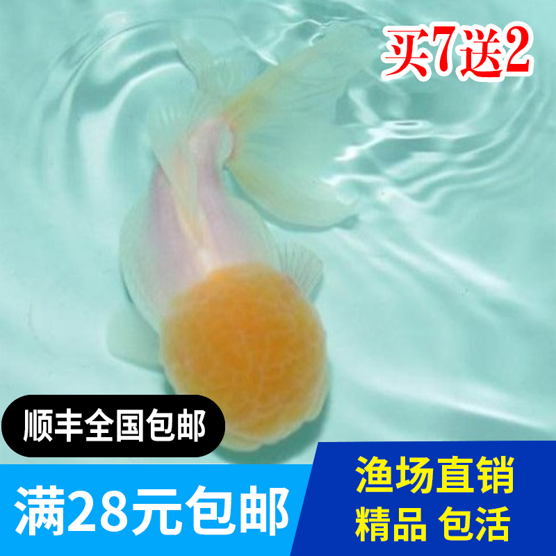 精品菠萝泰狮金鱼观赏鱼宠物鱼活体鱼苗菠萝泰狮金鱼活体招财鱼