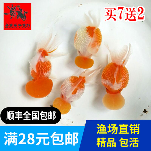 精品皇冠珍珠金鱼包邮观赏鱼宠物鱼活体鱼苗赛级鱼苗招财招财鱼 - 封面