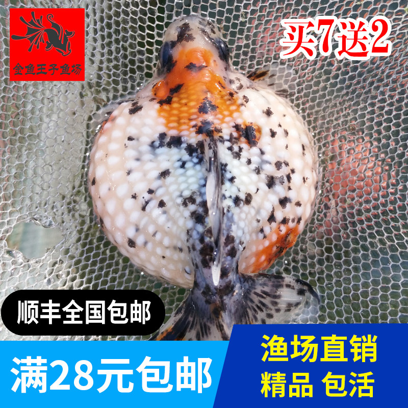 珍珠精品金鱼观赏鱼宠物鱼活体鱼苗花鱼苗包活招财鱼冷水淡水发财