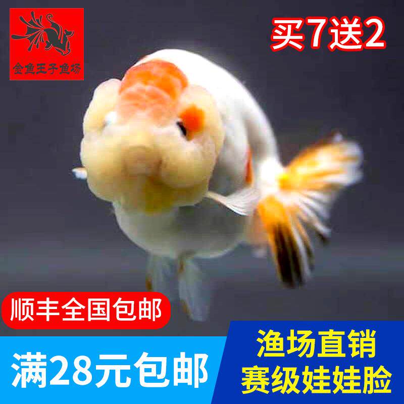 樱花金鱼活体精品观赏鱼冷水淡水活体水族宠物招财鱼小尾兰寿活鱼