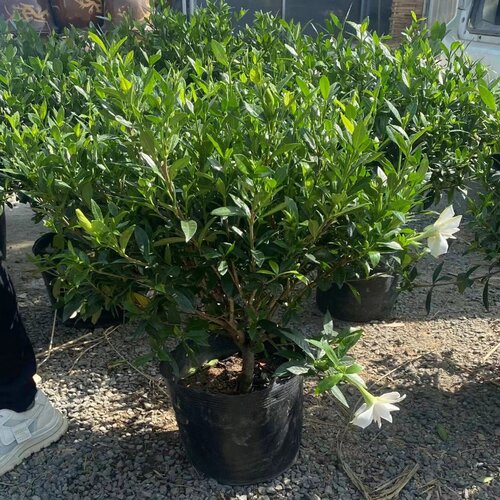 小叶栀子独杆花老桩盆栽四季开花