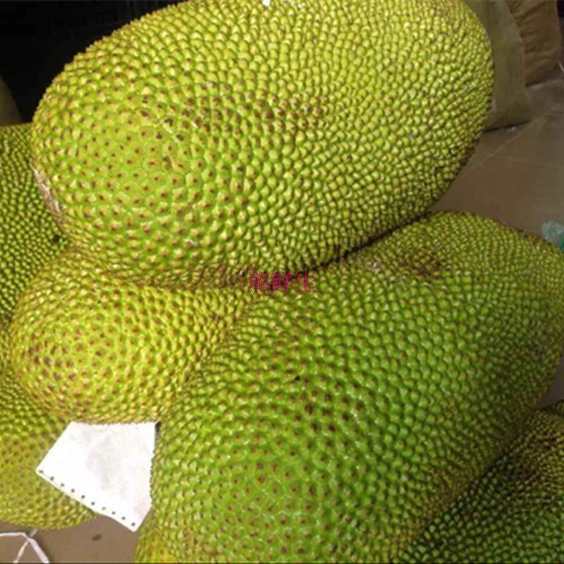 海南三亚菠萝蜜20斤树上熟干苞 木菠萝 现摘现发新鲜海南水果包邮