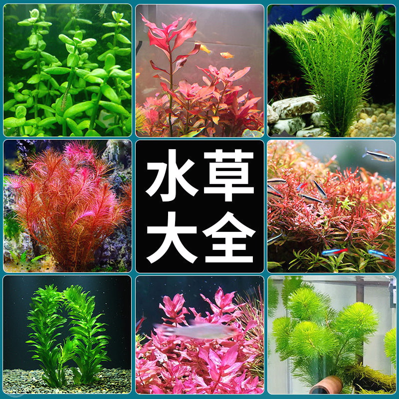 鱼缸水族箱水草造景套餐绿菊植物活体淡水中后景懒人阴性水榕沉木