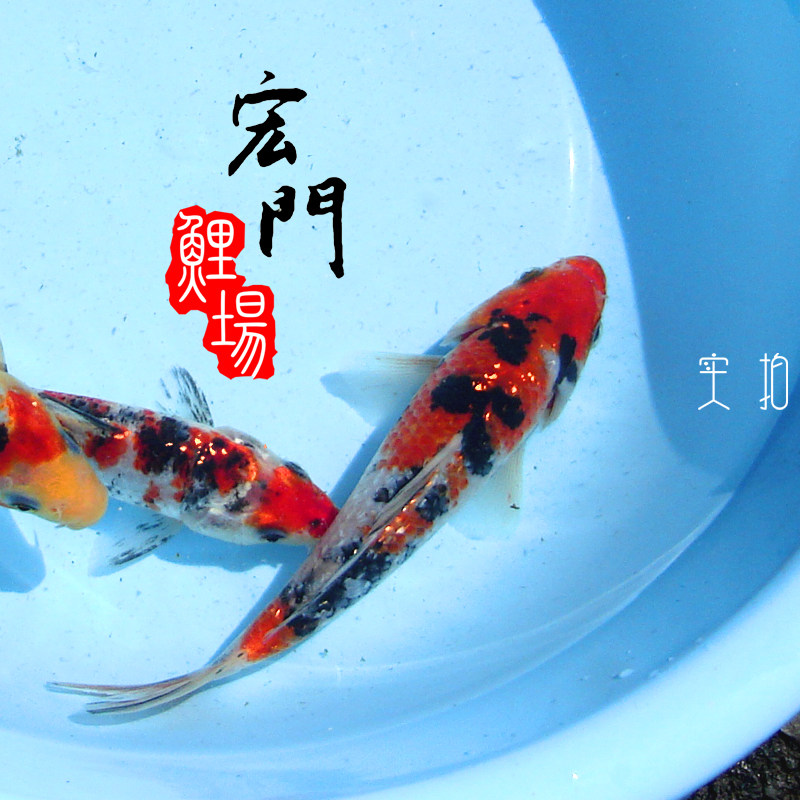 锦鲤三色闪鳞红白闪鳞黄白闪鳞绯写闪鳞白金闪鳞孔雀闪鳞白写闪鳞