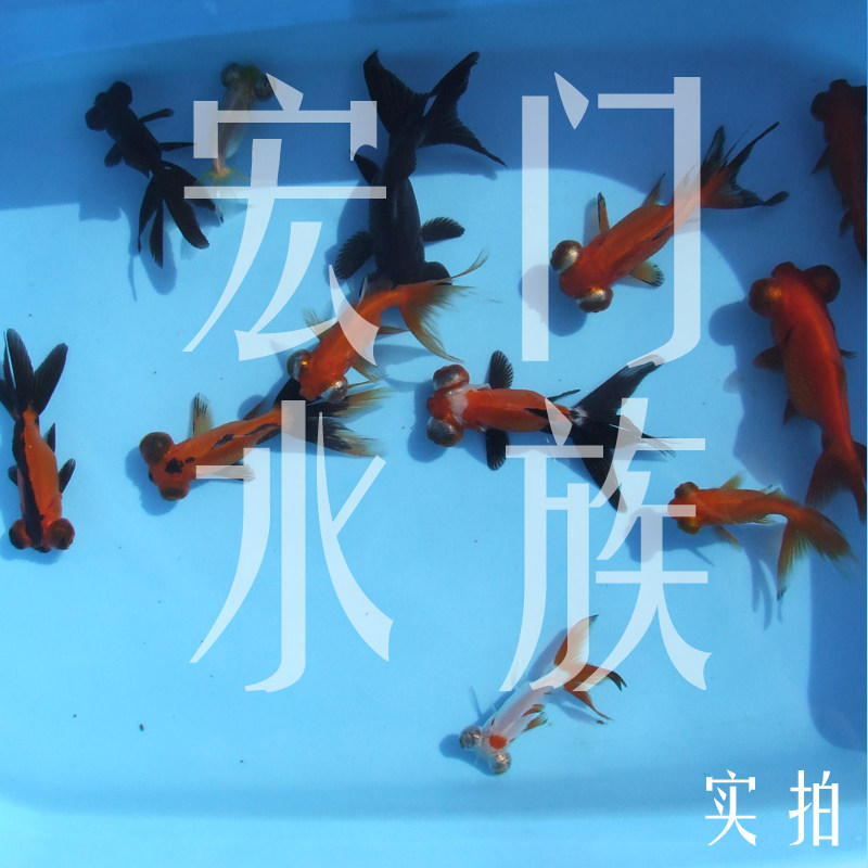 3-5厘米五花龙睛   各色龙晶   白  红白  红   红黑金鱼活体好养