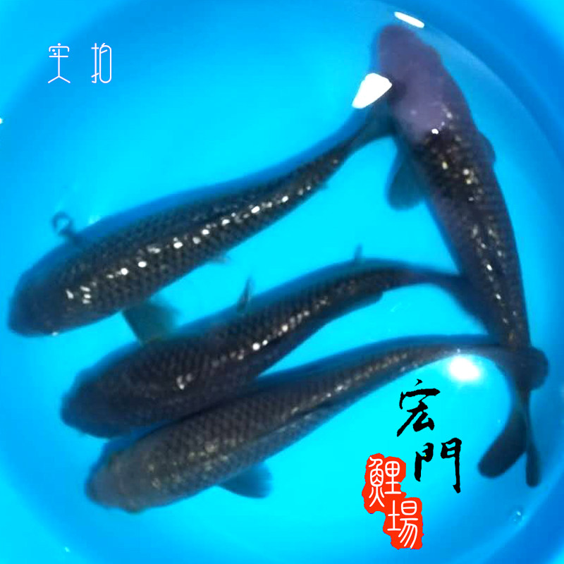 纯种日本锦鲤银鳞茶鲤闪光鳞巨型风水鱼胆子大的锦鲤鱼池带头大哥