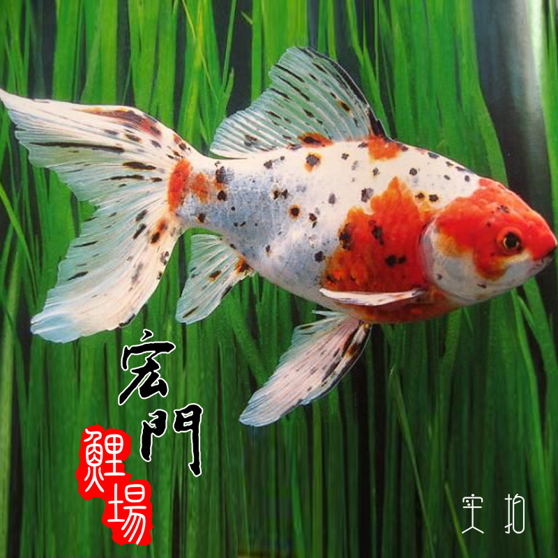 观赏冷水金鱼纯种日本锦鲤活体鱼苗 朱文锦 金鱼活体渔场直销