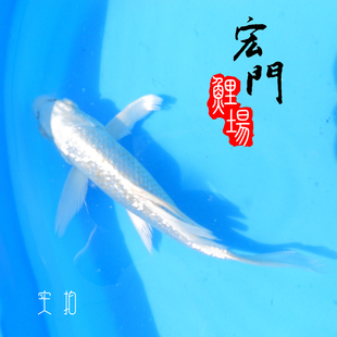 日本锦鲤活体白金闪鳞 金鱼活体 锦鲤 巨型 龙凤钻石鳞漂亮鳞发光