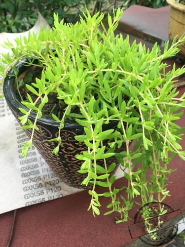 绿色佛甲草狗牙四季常绿垂盆草