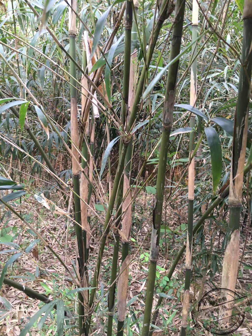 长叶苦竹 竹苗 庭院绿化植物 观赏竹 绿化竹苗