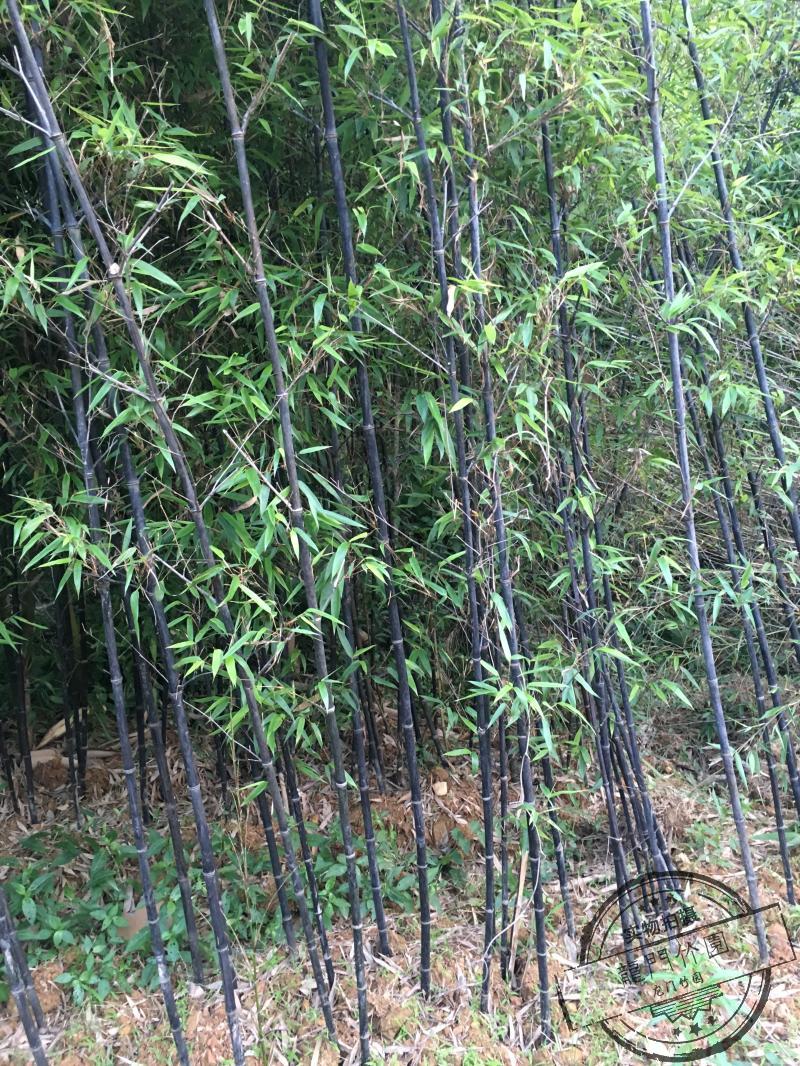 绿化紫竹苗室内盆栽阳台装饰