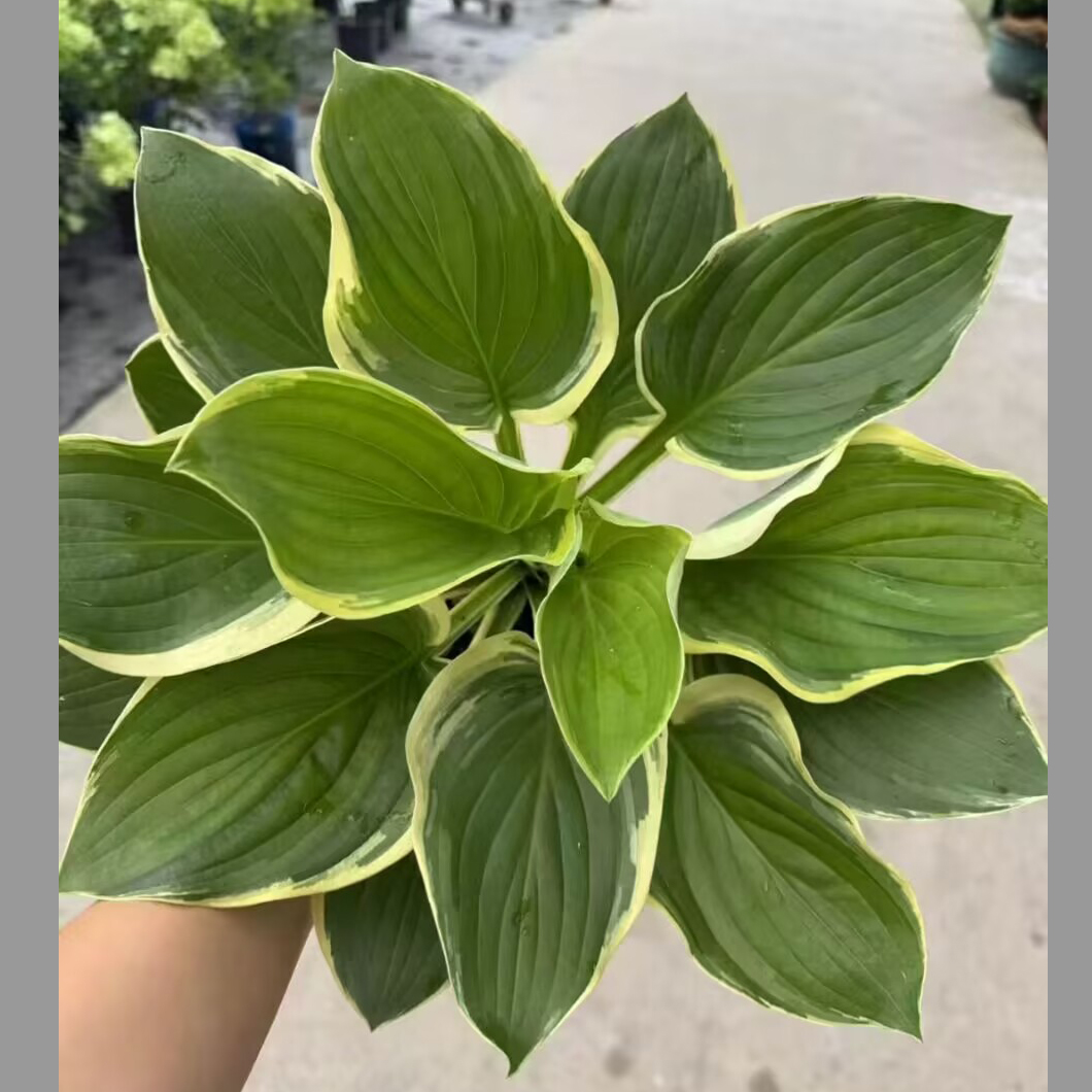 多年生王妃特级茂密耐寒绿化庭院