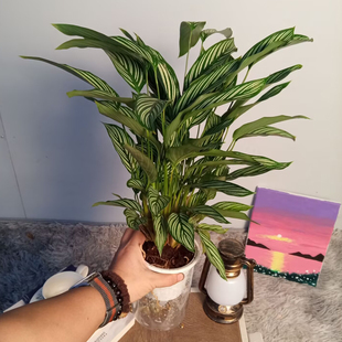 水培青纹竹芋孔雀盆栽双线室内植物好养办公室绿植花卉净化空气