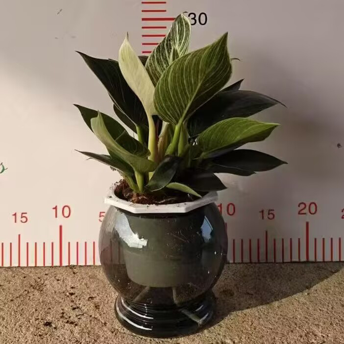 花纹铂金钻蔓绿绒水培绿植小盆栽