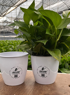 绿航简约180白色盆水培绿萝盆栽办公室植物室内除甲醛新房绿植